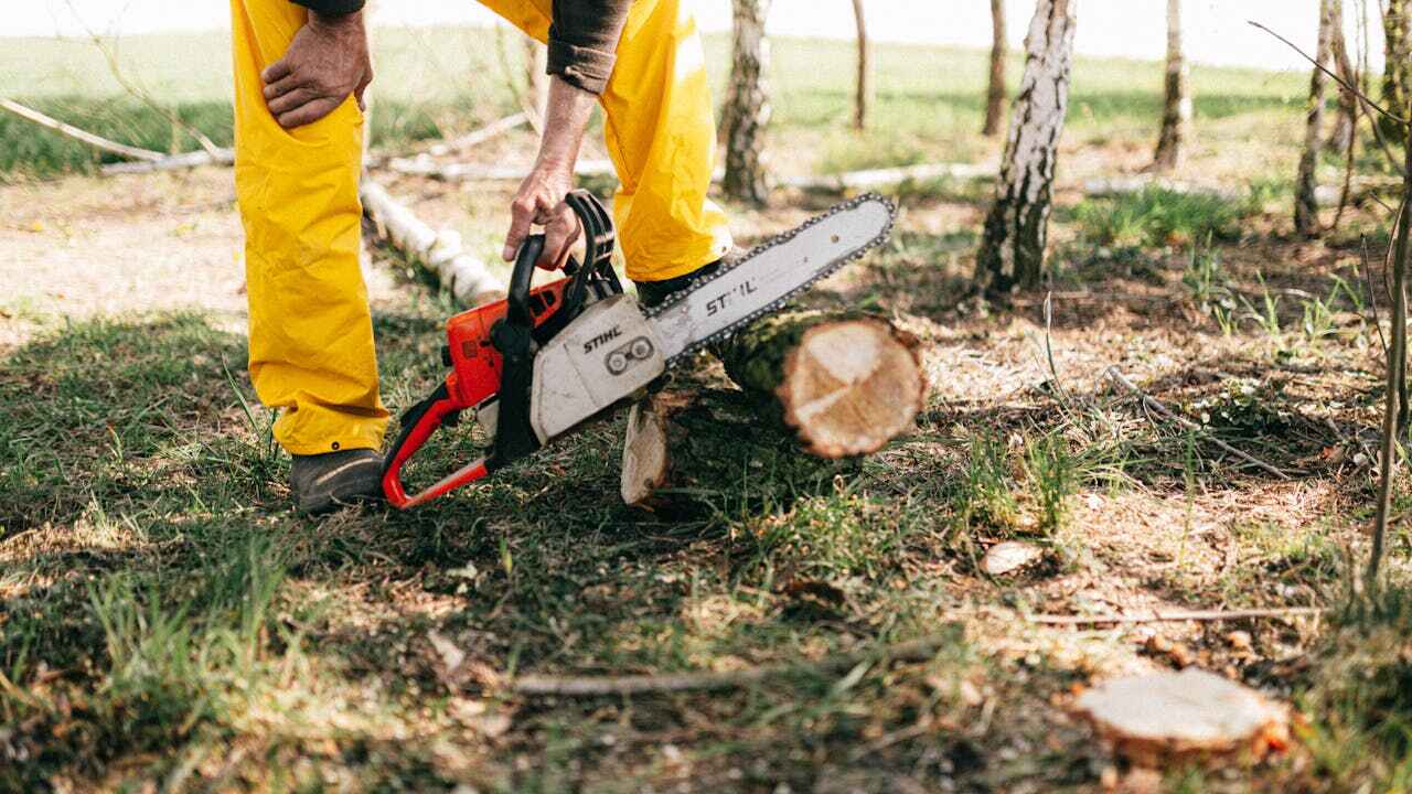 Best Large Tree Removal  in Fabrica, TX